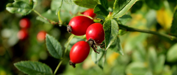 How to Use Rosehip Oil for Pigmentation, Acne Scars & Glow