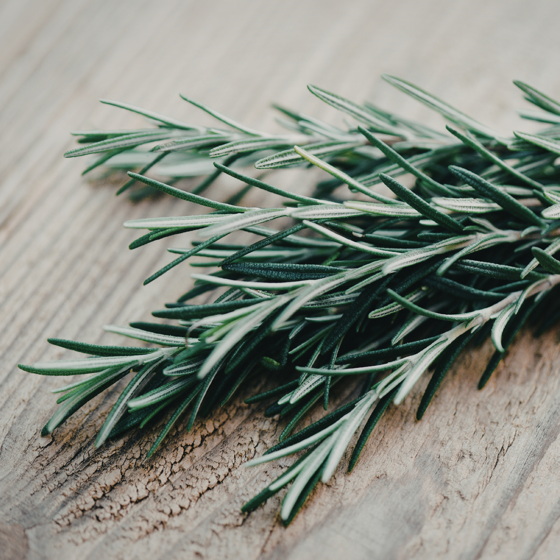 What Makes Secret Tattva Rosemary Oil Different? - SECRET TATTVA
