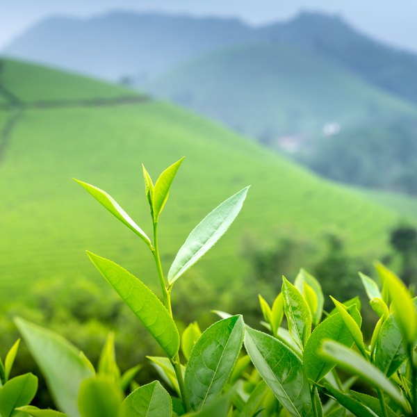 Tea Tree Essential Oil- from Australia