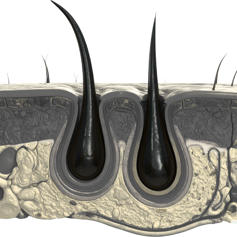 WEAK HAIR ROOTS - SECRET TATTVA