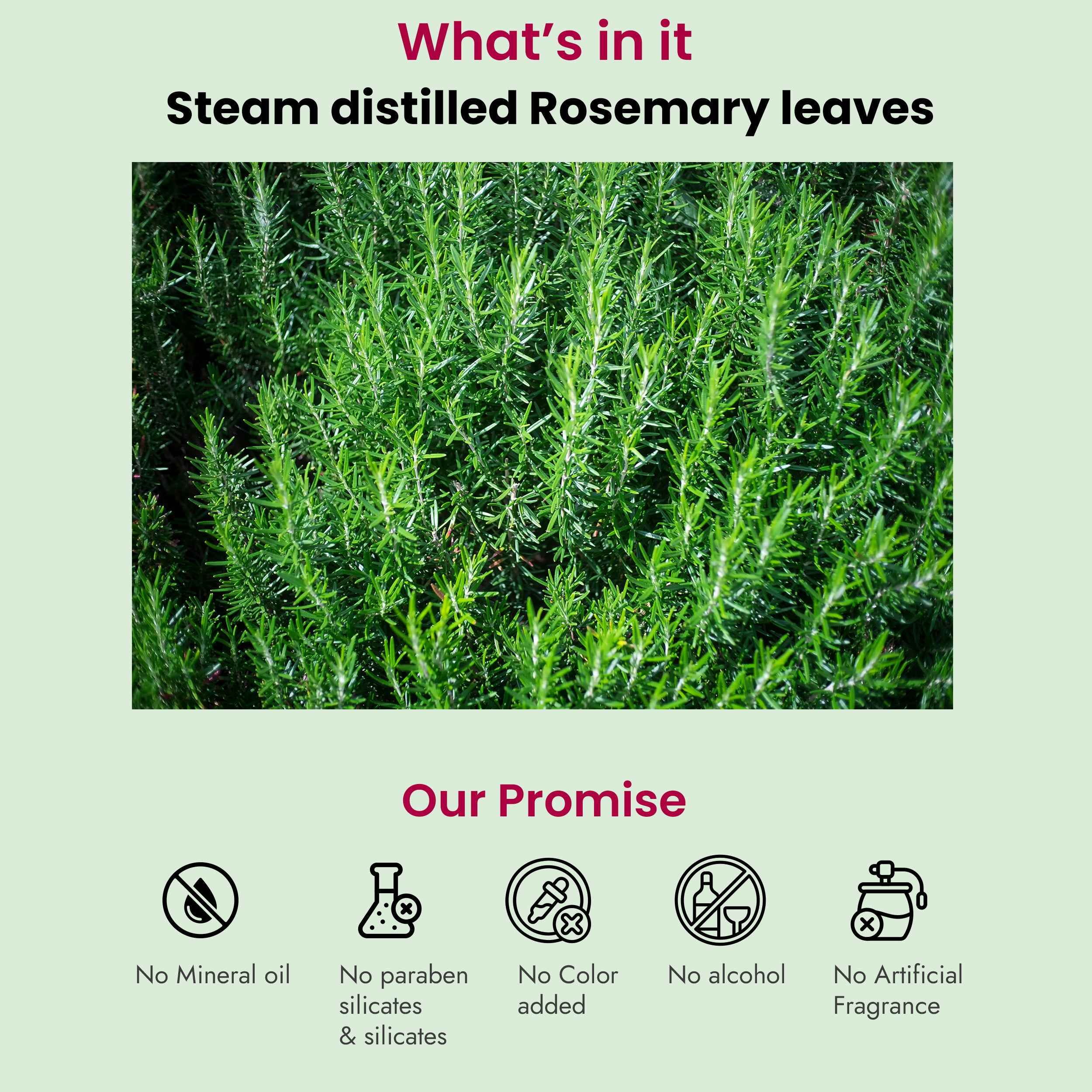 Rosemary Essential Oil - Hair Regrowth, Fall Control